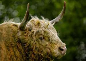 cows