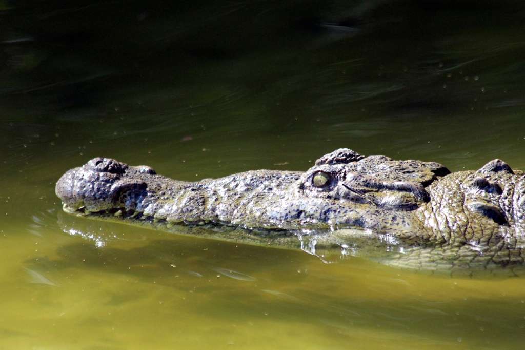 crocodile