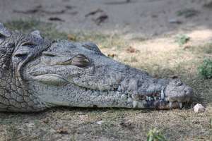 crocodile