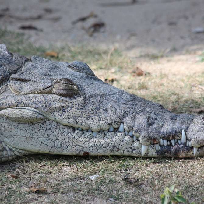 crocodile