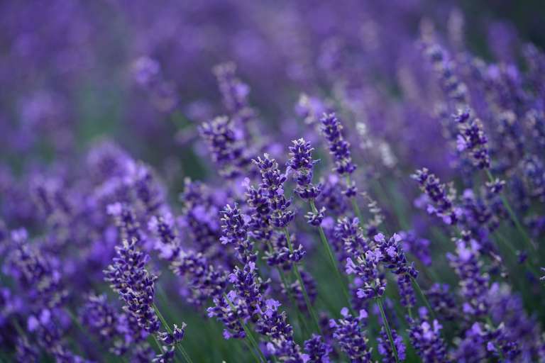 idei de poze in lavanda
