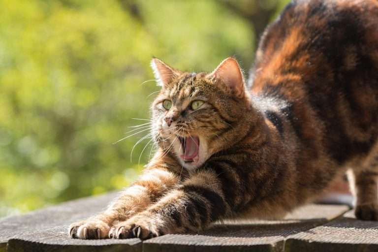 cat dureaza nasterea la pisici
