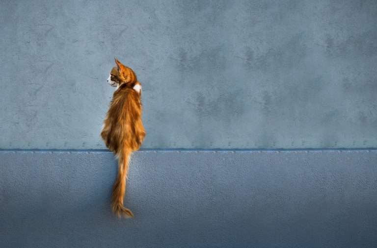 cat dureaza gestatia la pisici