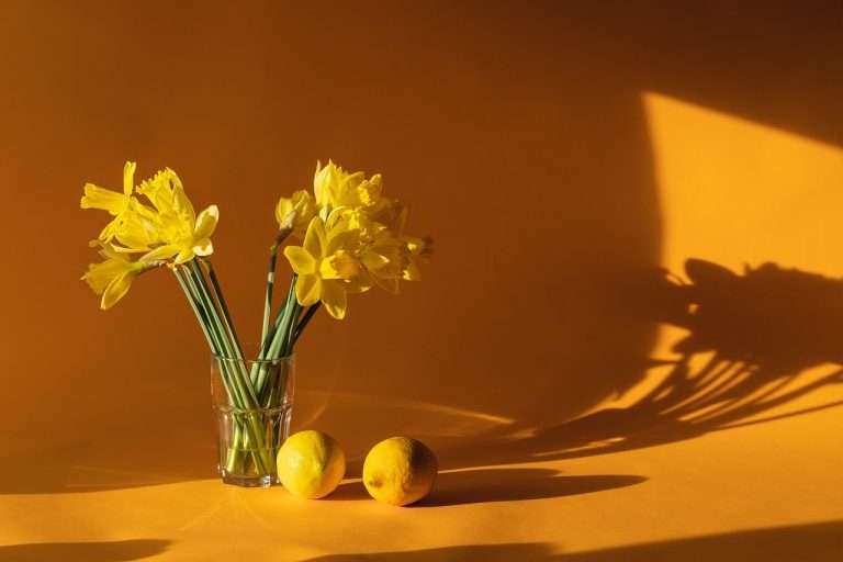 reguli casa scarii